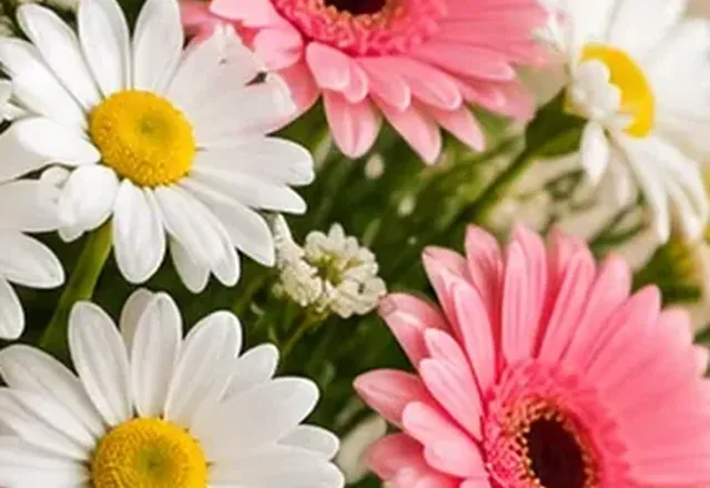 Gerbera çiçeğini gösteren temsilî editoryal görsel
