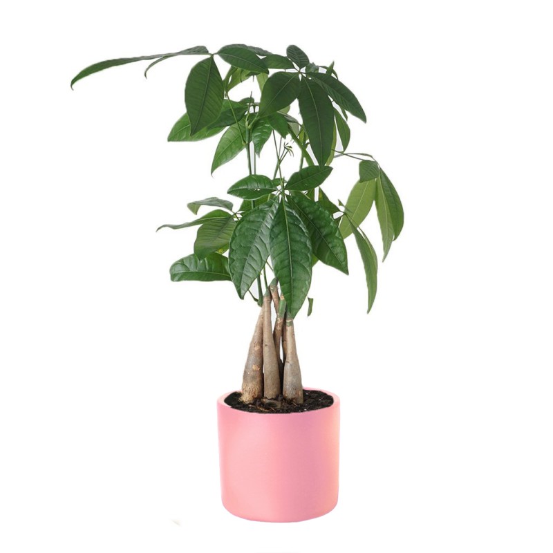 Pachira Tree (Para Ağacı)