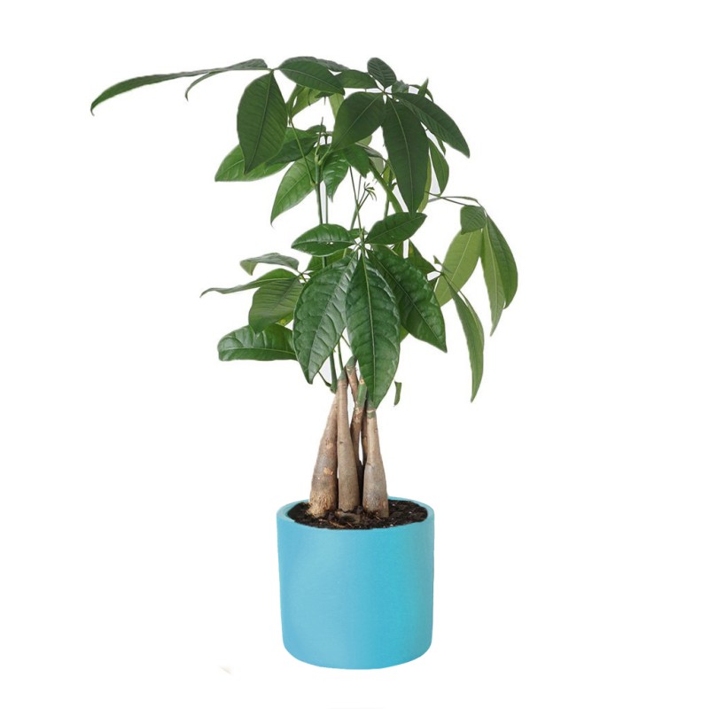 Pachira Tree (Para Ağacı)