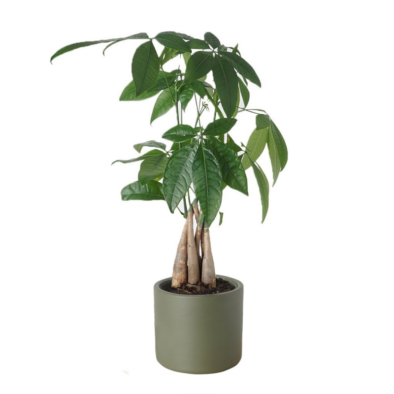 Pachira Tree (Para Ağacı)