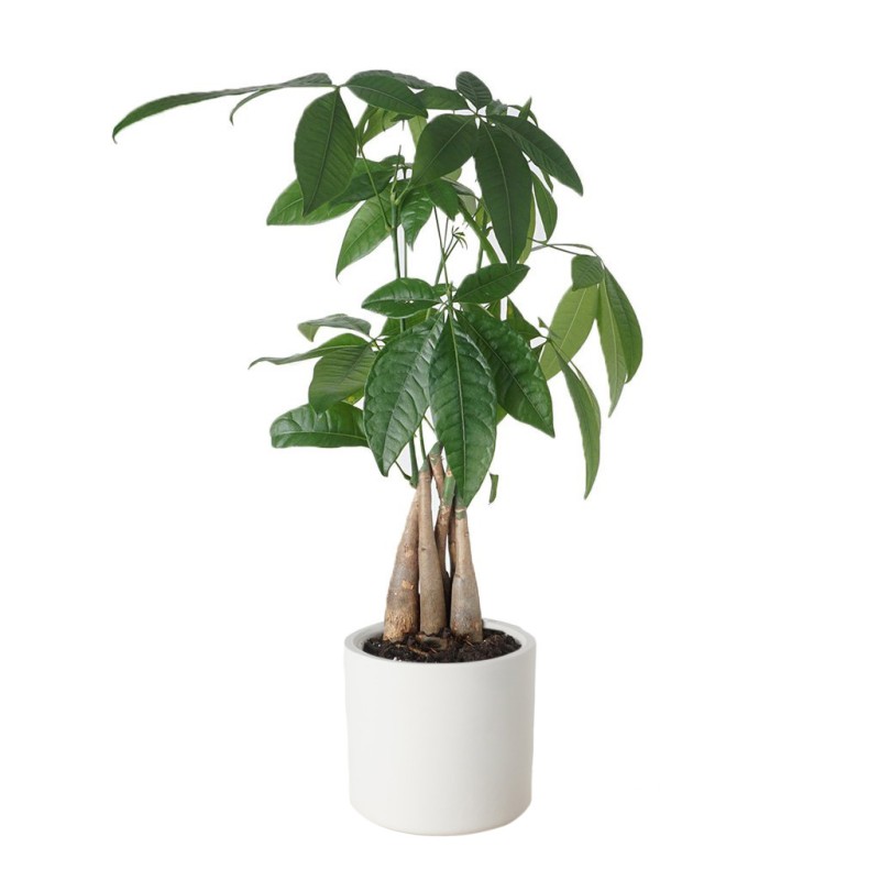 Pachira Tree (Para Ağacı)