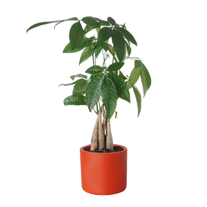 Pachira Tree (Para Ağacı)