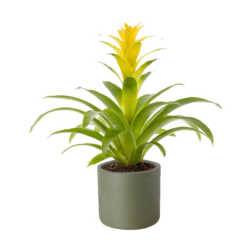 Golden Flame (Sarı Guzmania)
