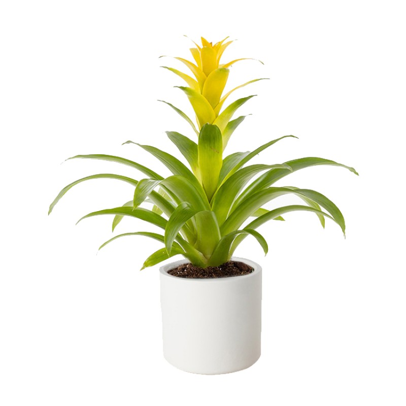 Golden Flame (Sarı Guzmania)