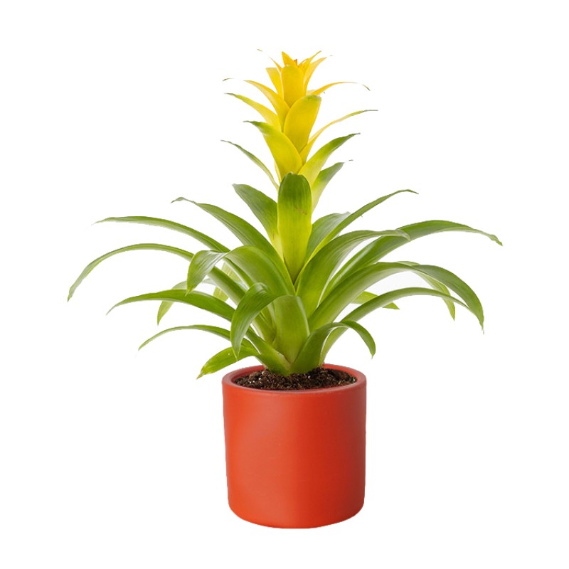 Golden Flame (Sarı Guzmania)