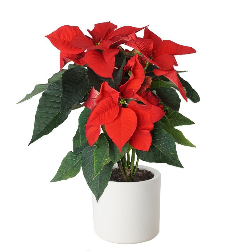 Atatürk Çiçeği (Poinsettia)