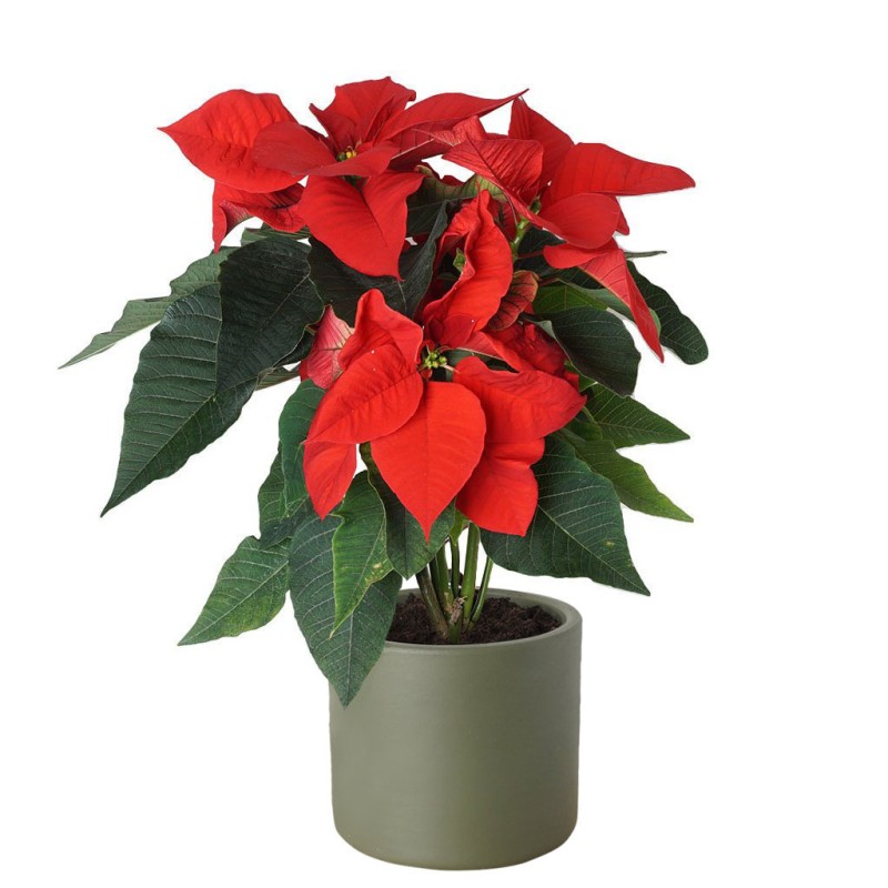 Atatürk Çiçeği (Poinsettia)