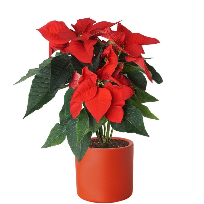 Atatürk Çiçeği (Poinsettia)