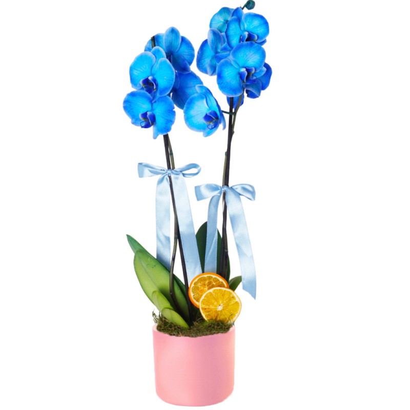 Blue Mirage (Mavi Orkide)
