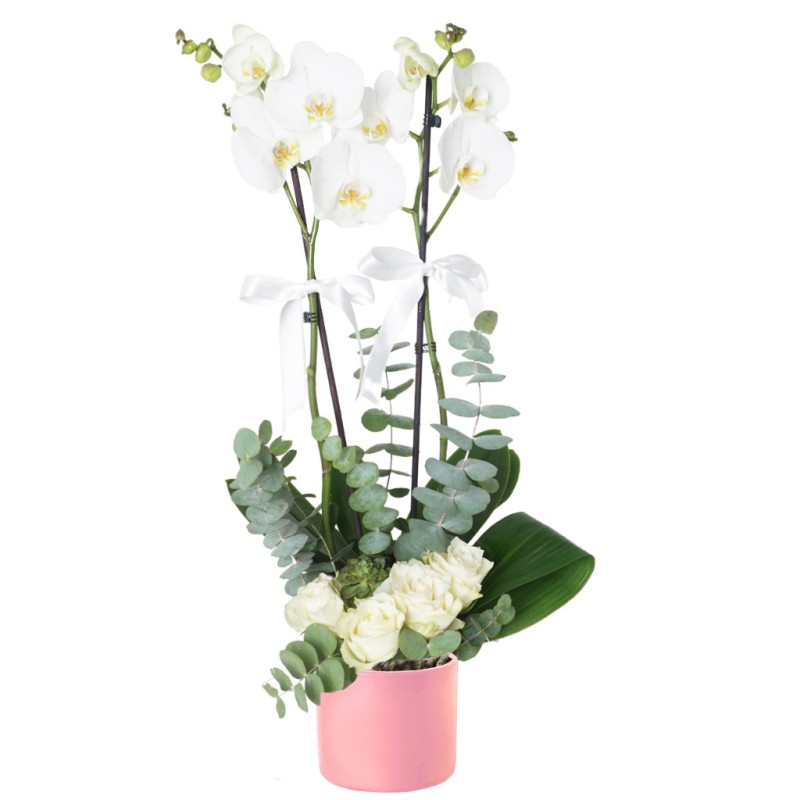 White Grace (Beyaz Zerafet)
