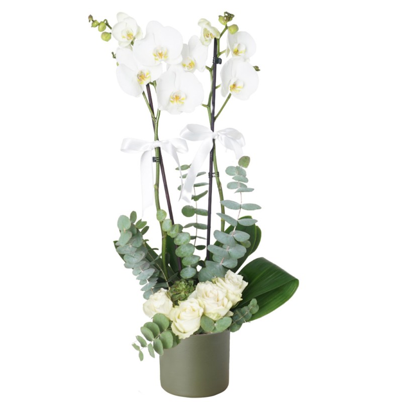 White Grace (Beyaz Zerafet)