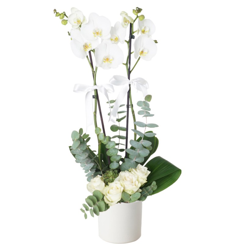 White Grace (Beyaz Zerafet)