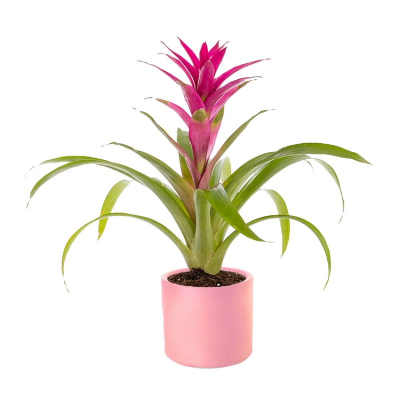 Fuşya Guzmania