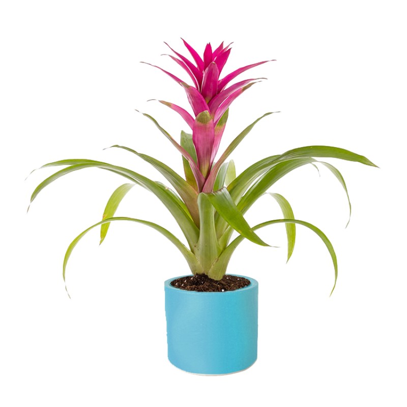 Fuşya Guzmania
