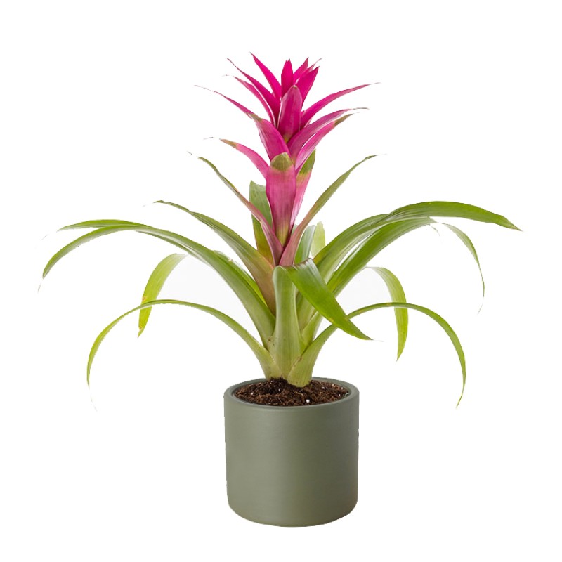 Fuşya Guzmania