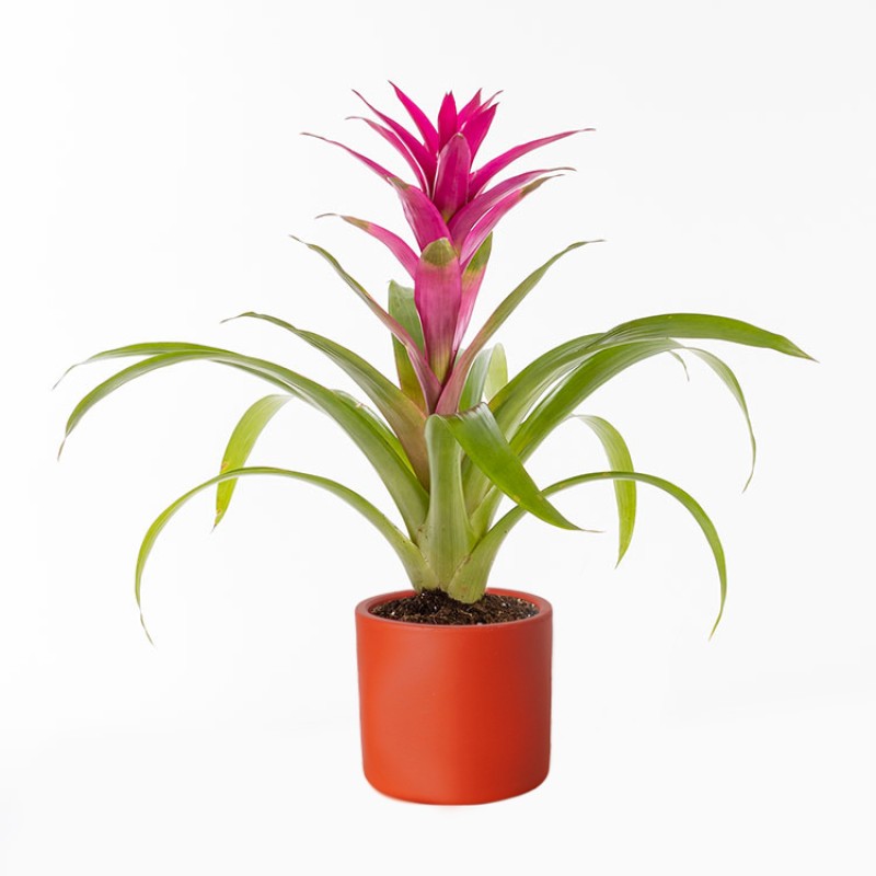Fuşya Guzmania