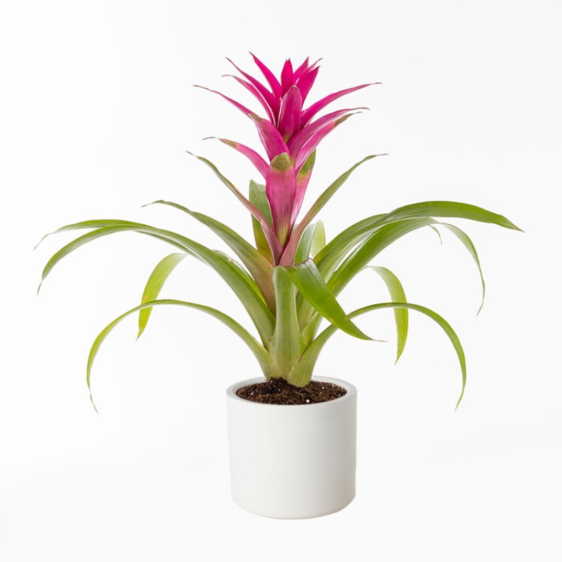 Fuşya Guzmania