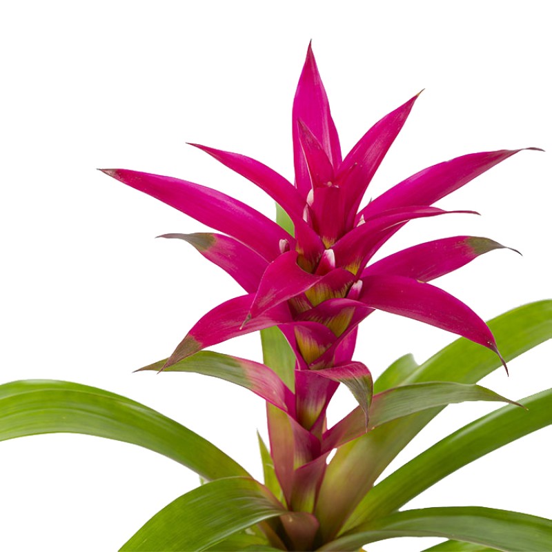 Fuşya Guzmania