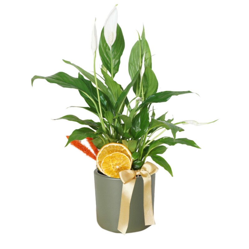 Barış Çiçeği (Spathiphyllum)