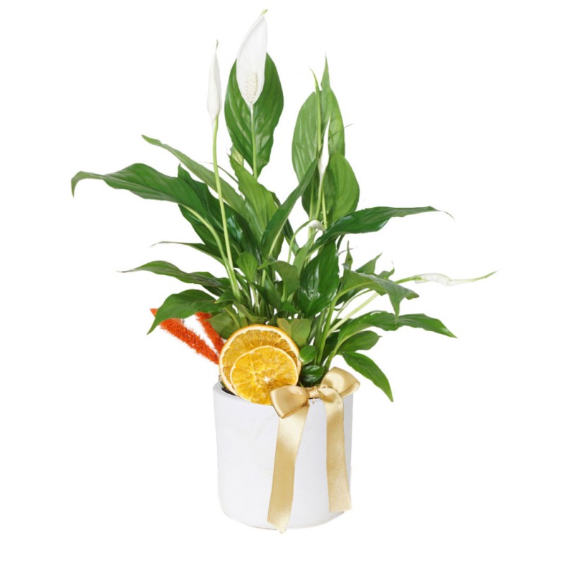 Barış Çiçeği (Spathiphyllum)