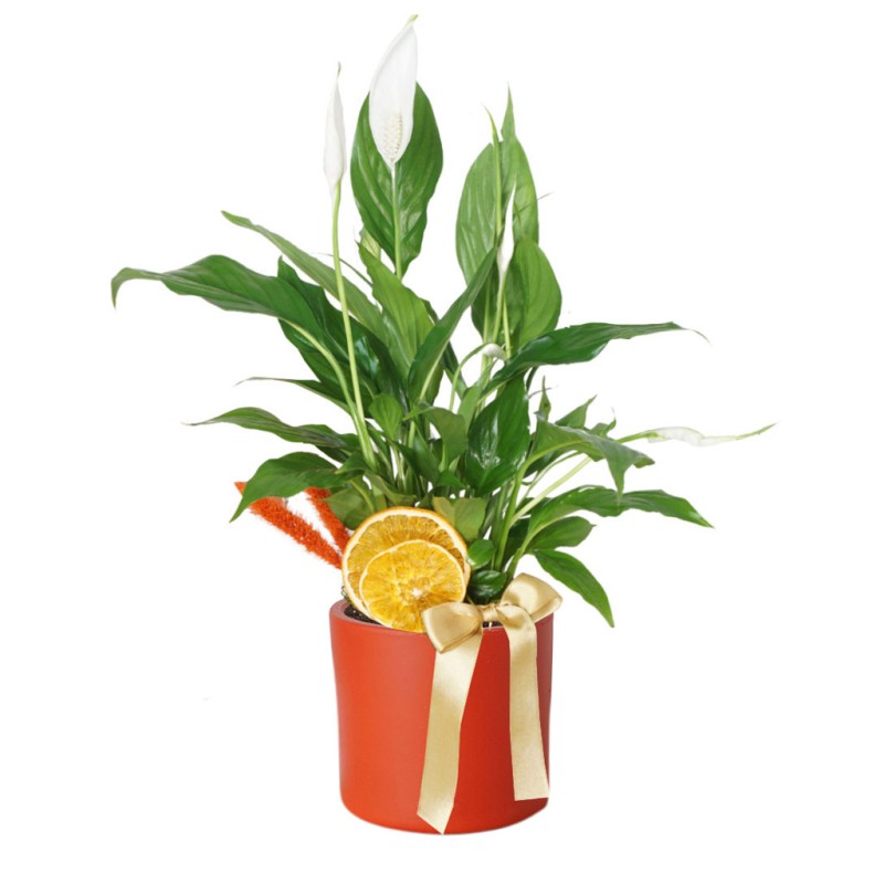 Barış Çiçeği (Spathiphyllum)
