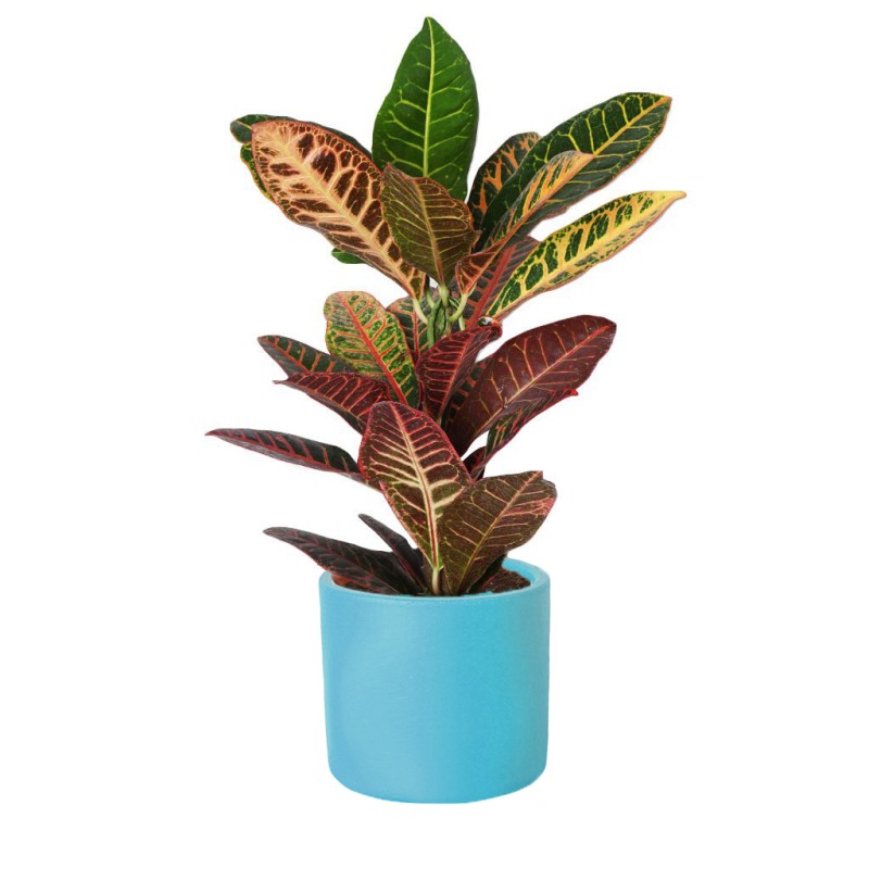 Color Luxe Croton