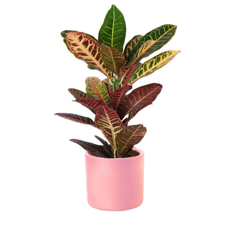 Color Luxe Croton