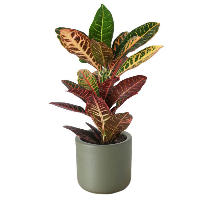 Color Luxe Croton