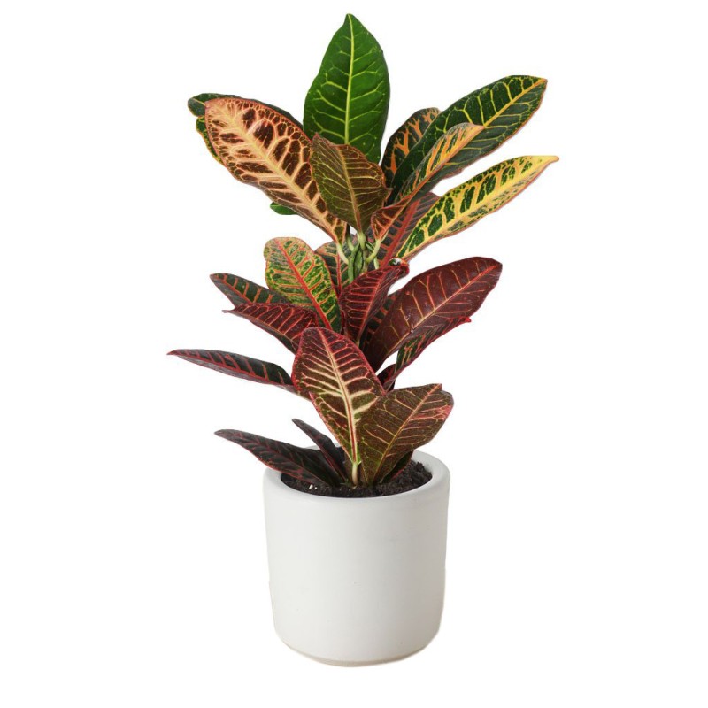 Color Luxe Croton