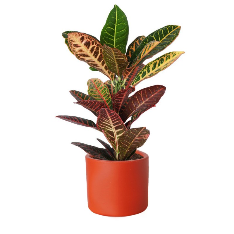 Color Luxe Croton