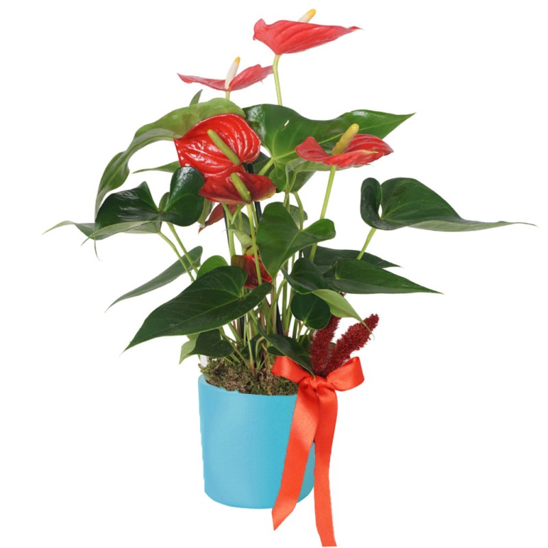 Red Elegance Anthurium