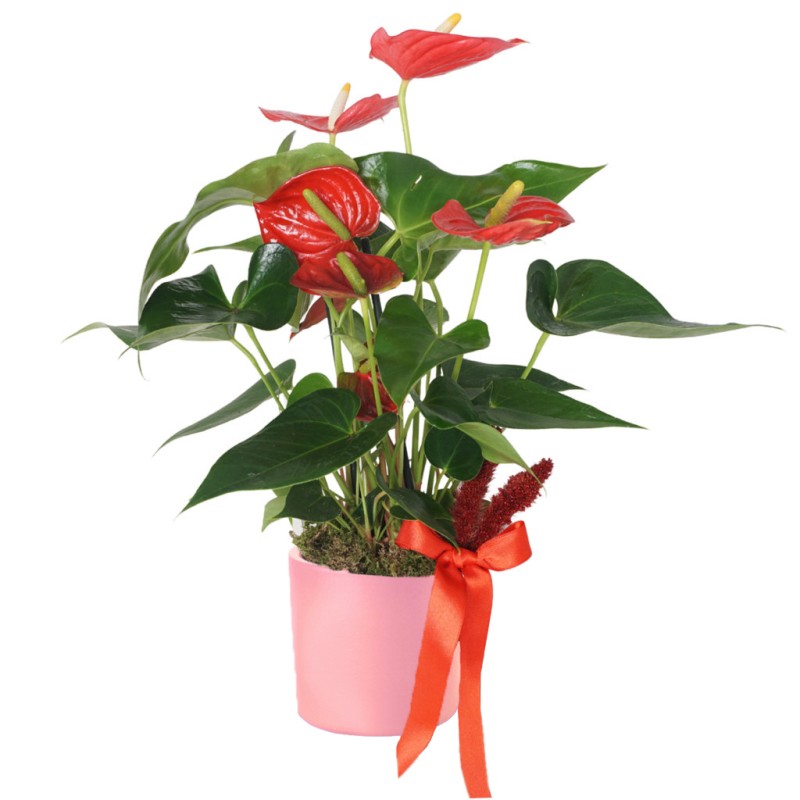 Red Elegance Anthurium