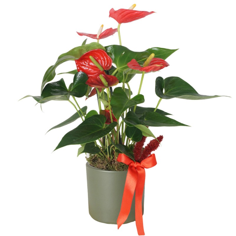 Red Elegance Anthurium