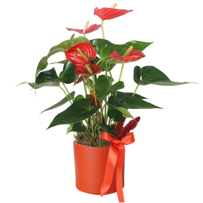 Red Elegance Anthurium