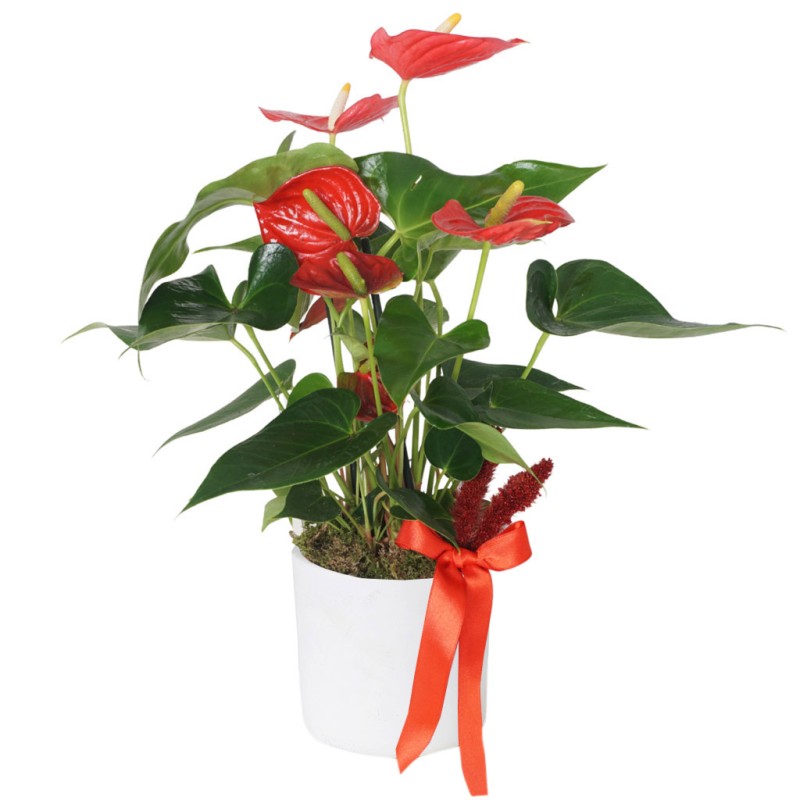 Red Elegance Anthurium