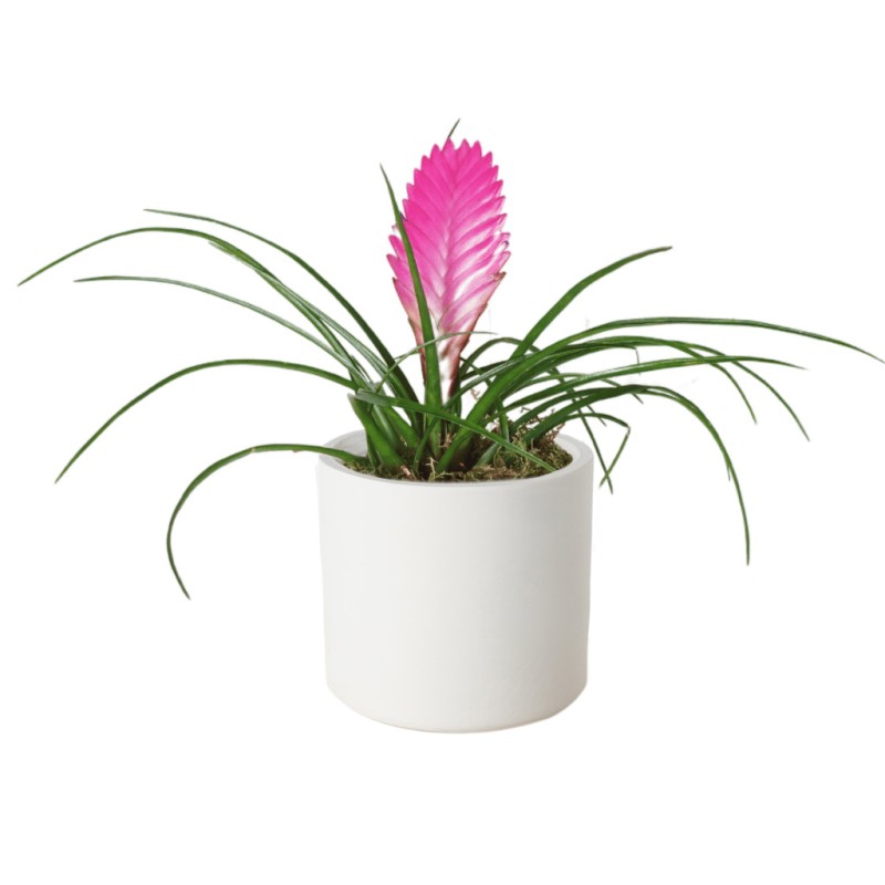 Pink Feather Tillandsia
