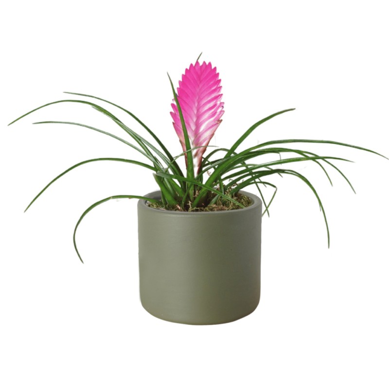 Pink Feather Tillandsia