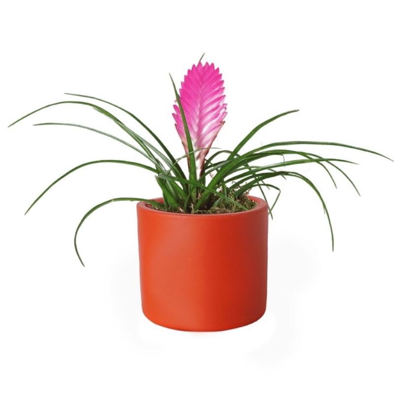 Pink Feather Tillandsia