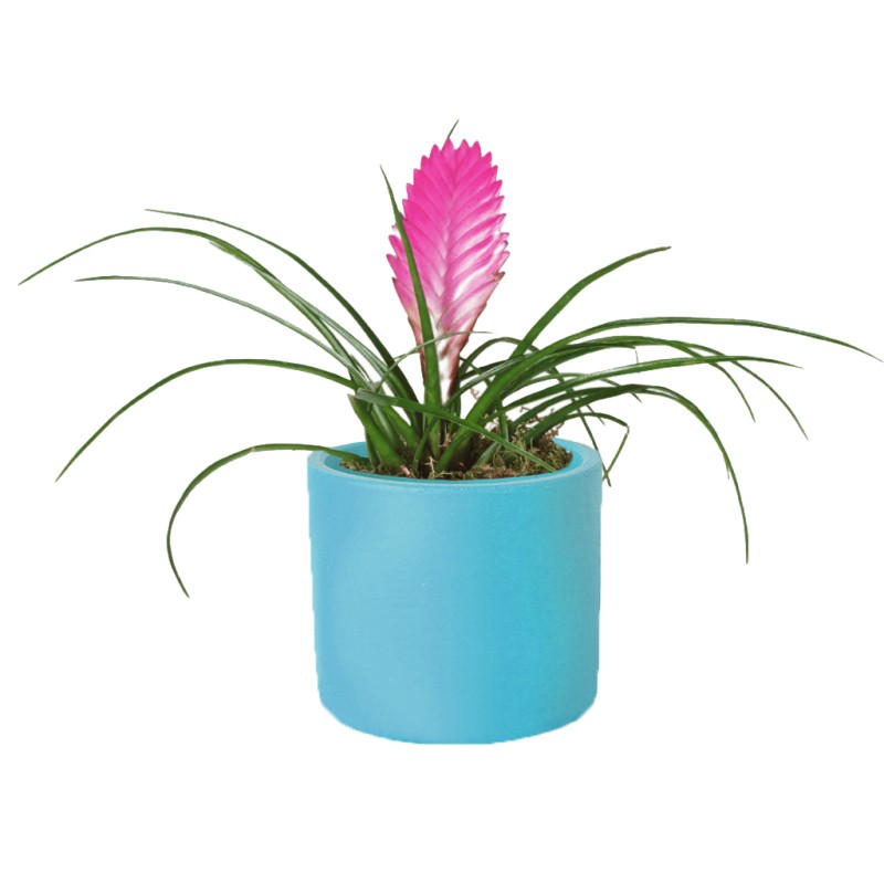 Pink Feather Tillandsia