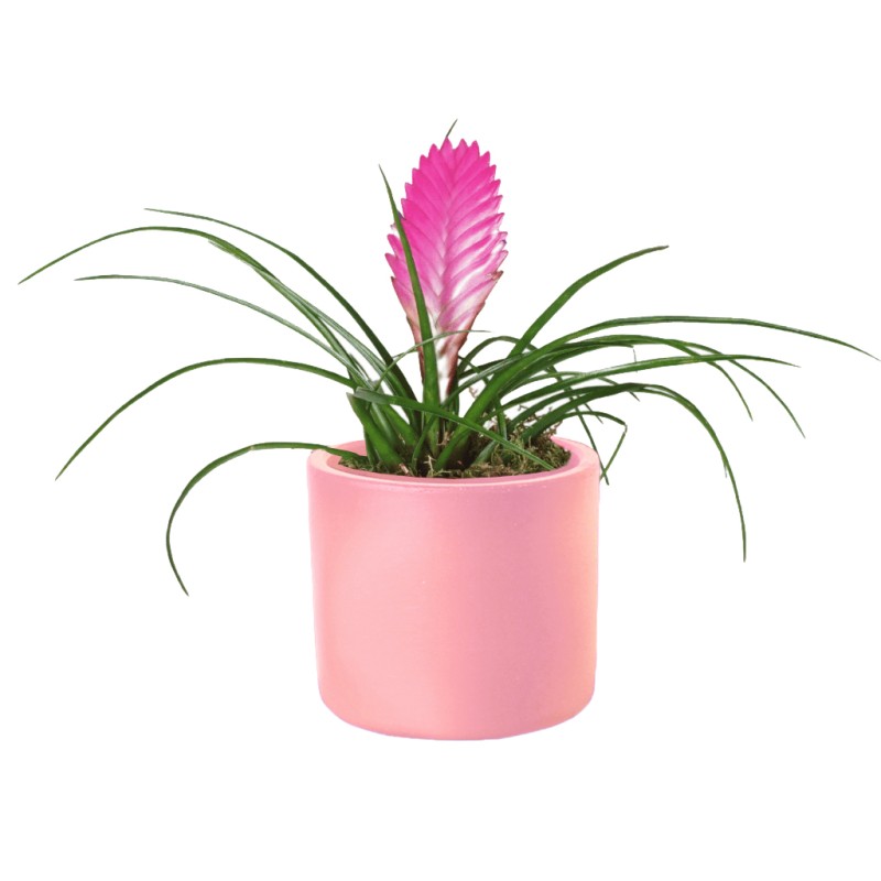 Pink Feather Tillandsia