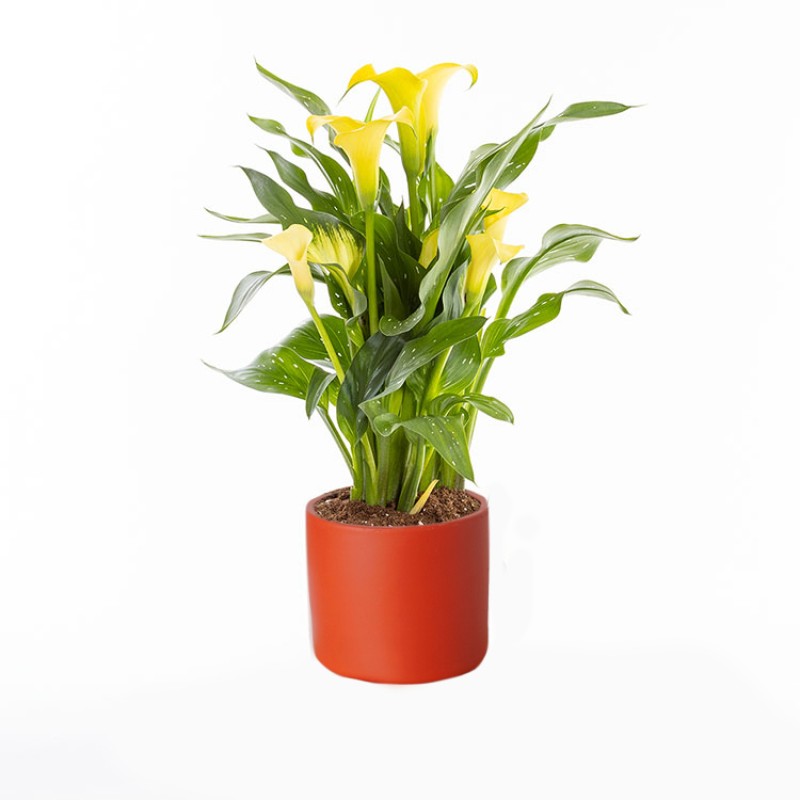 Sarı Calla Lily Premium