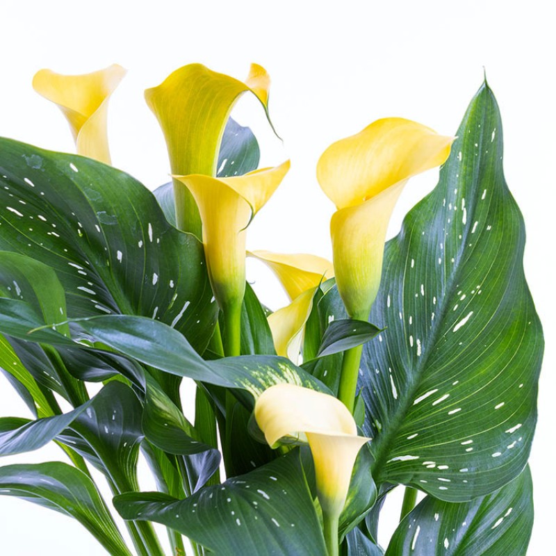 Sarı Calla Lily Premium