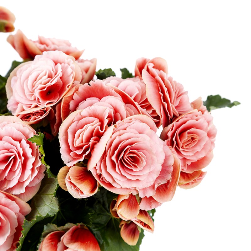 Romantik Coral Begonia