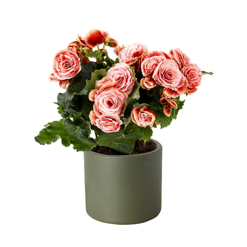Romantik Coral Begonia