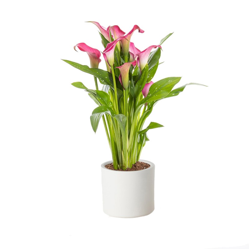 Ahenk – Pembe Kala Çiçeği