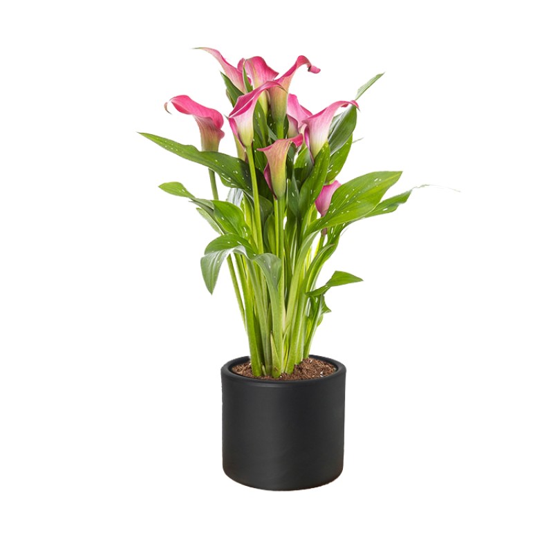 Ahenk – Pembe Kala Çiçeği