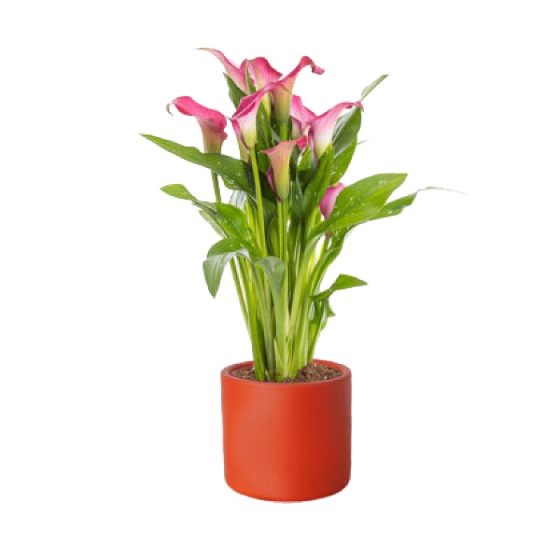 Ahenk – Pembe Kala Çiçeği