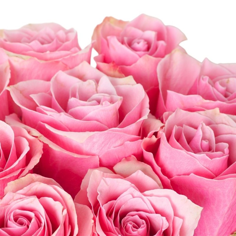 9 Adet Pembe Gül 🤍 Beyaz Zarafet Kutusunda Pembe Güller