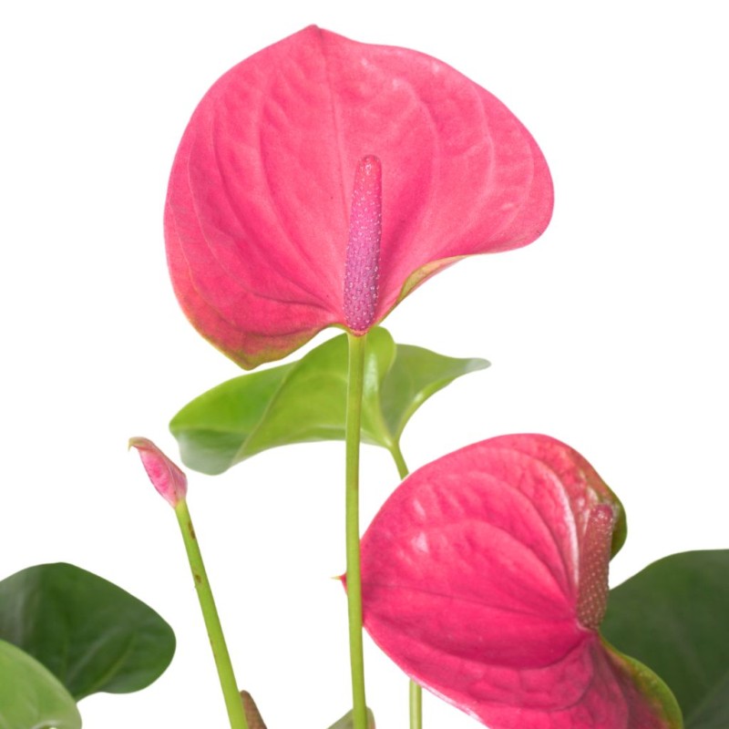 Premium Pembe Kutuda Pembe Anthurium