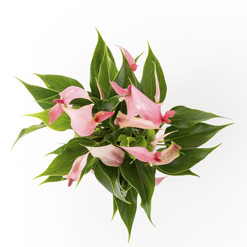 Pastel Pembe Anhurium LiLi
